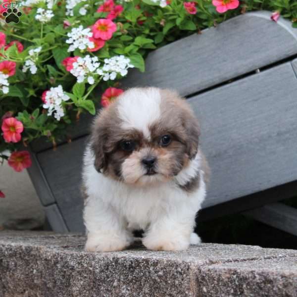 Robin, Teddy Bear Puppy